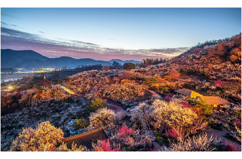 매화 마을 여명