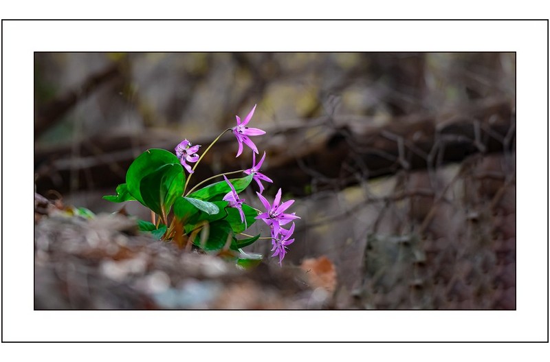 여인들의합창,,