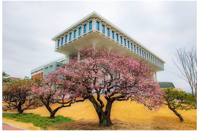 전남대학교 대명매