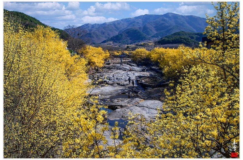 반곡마을 산수유