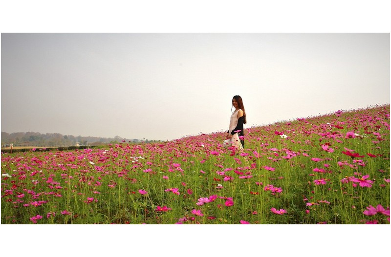 코스모스 꽃 밭의 소녀
