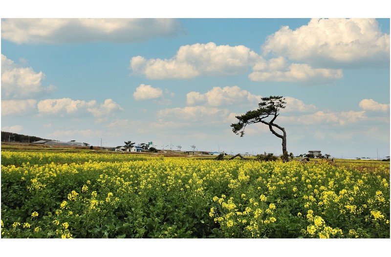 호미곶 유채꽃