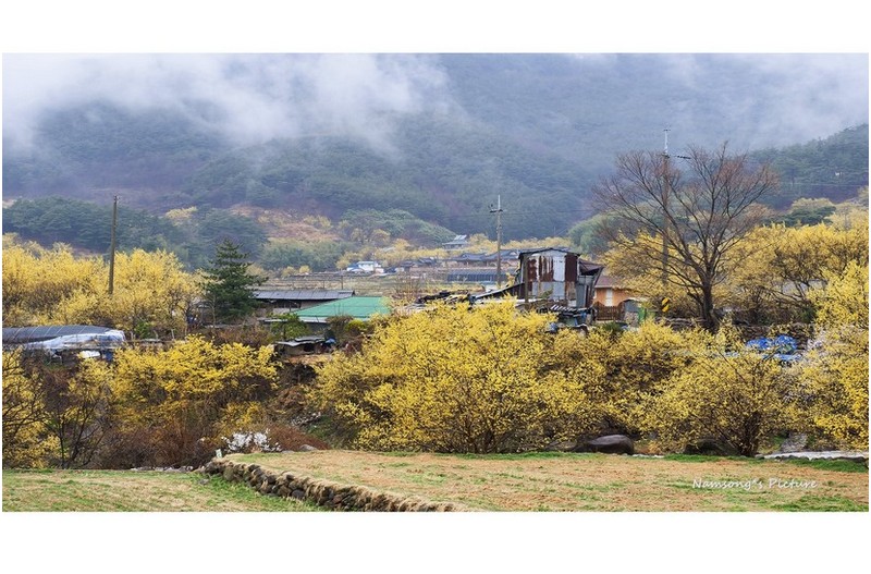 t산수유 마을의 봄 ---