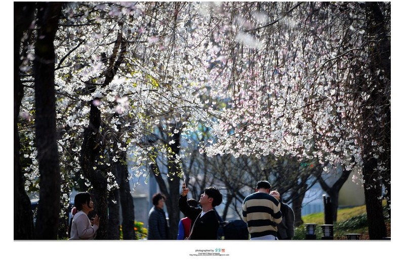20230320 마음으로 보는 풍경...(진해경화역)...
