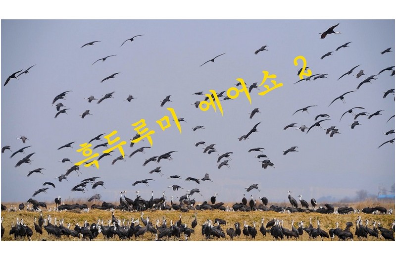 흑두루미에어쇼-2