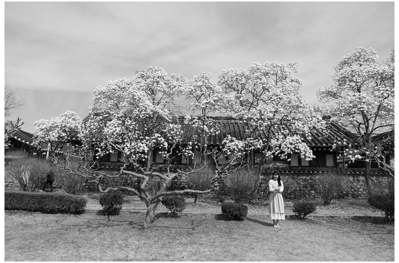 목련이 피는 계절에