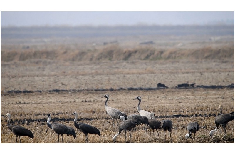 멸종위기종-검은목 두루미