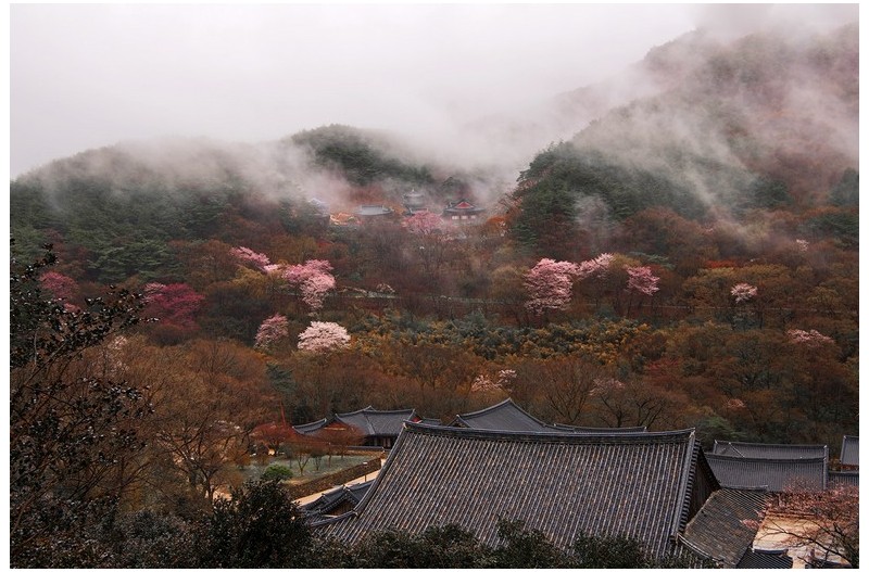 비오는날 화엄사