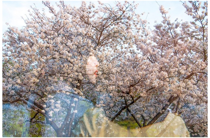 벚꽃 아래서 ...