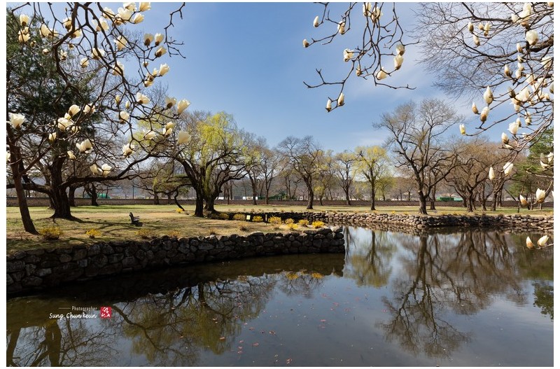 오릉 연못가의 봄