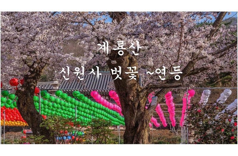 신원사 벗꽃