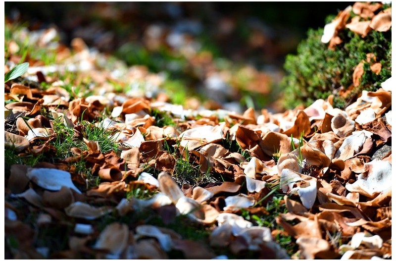 목련이 떠나며...