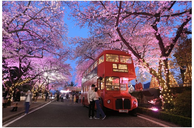 대구에서 밤 벚꽃놀이