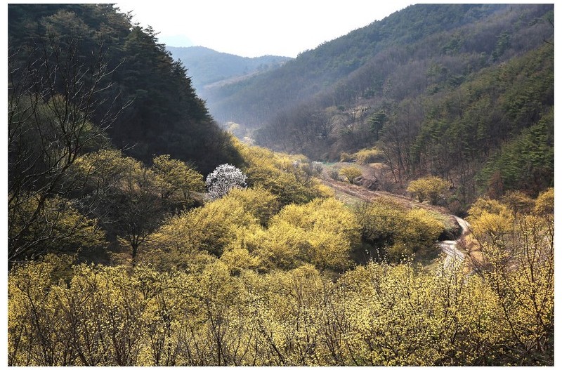 사곡 마을 산수유