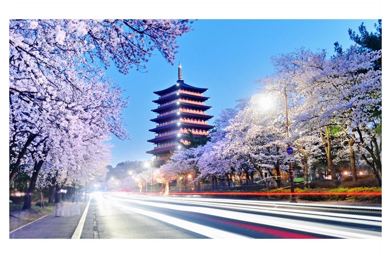 황룡원 벚꽃 길 야경