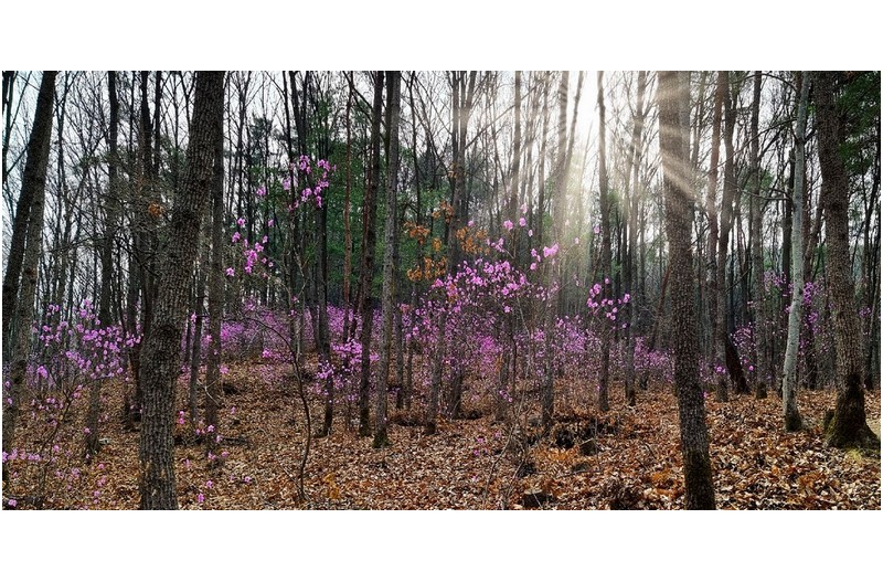 진달래 동산