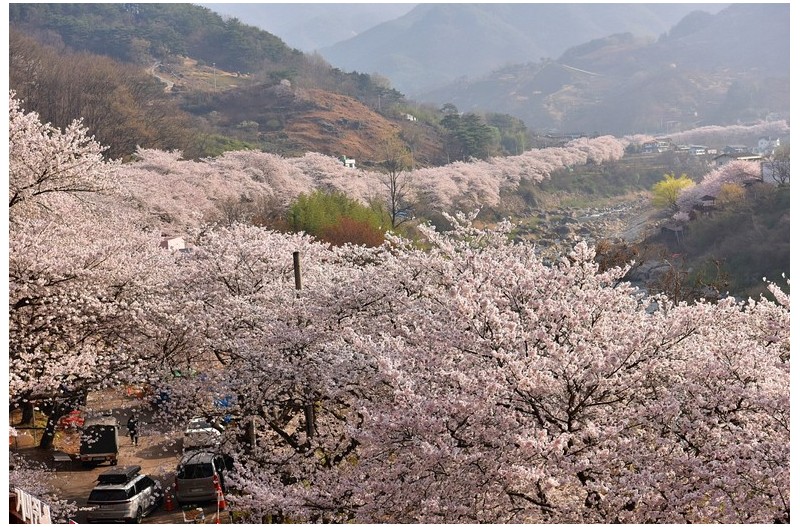 쌍계사 십리벗꽃 길