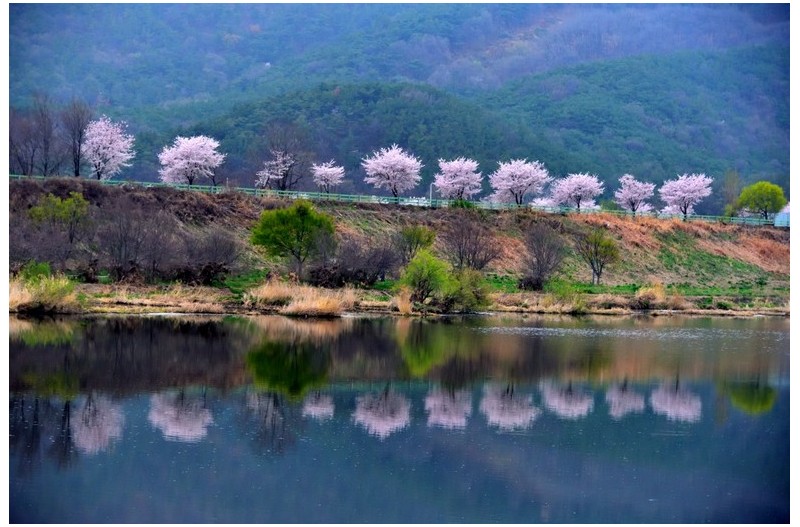 금호강변 벚꽃향기