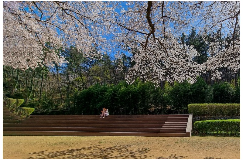 벚꽃 동산