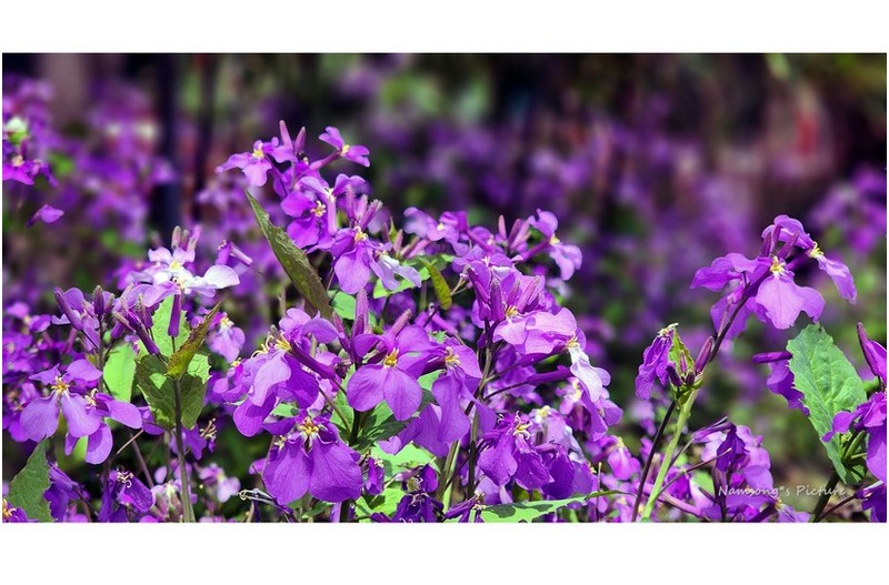 보라빛 유채 ----