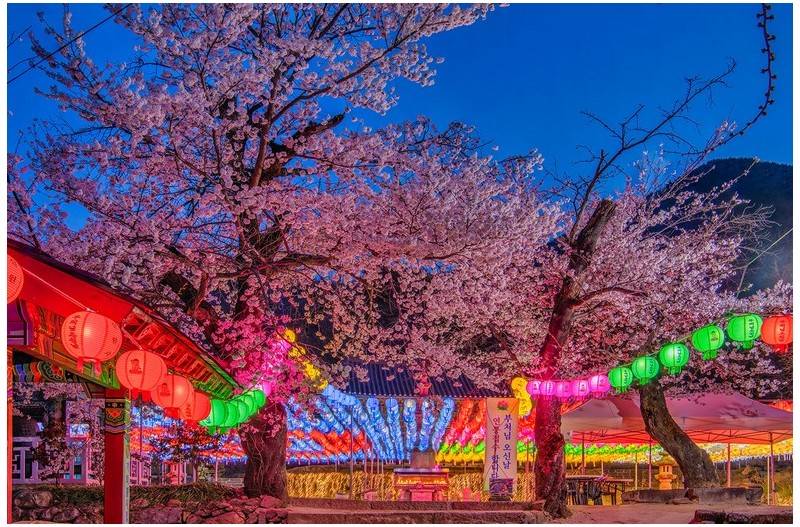 신원사벗꽃~연등 2탄