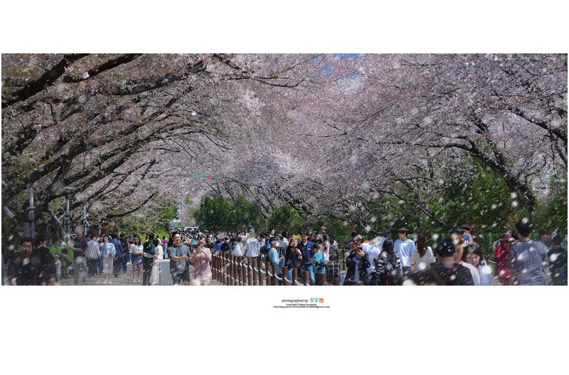 꽃비 내리는 경화역에서...