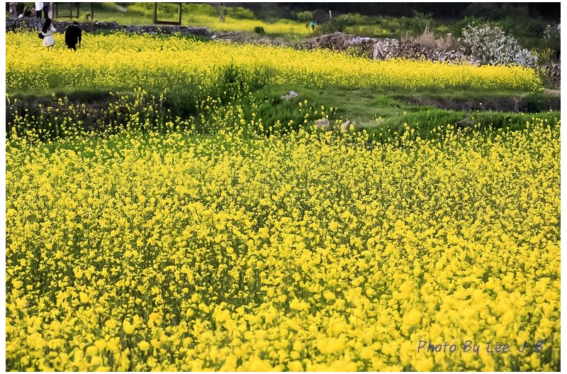 슬도 유채꽃