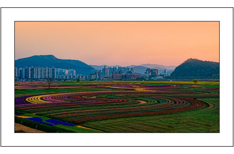 튤립밭의 일출,,