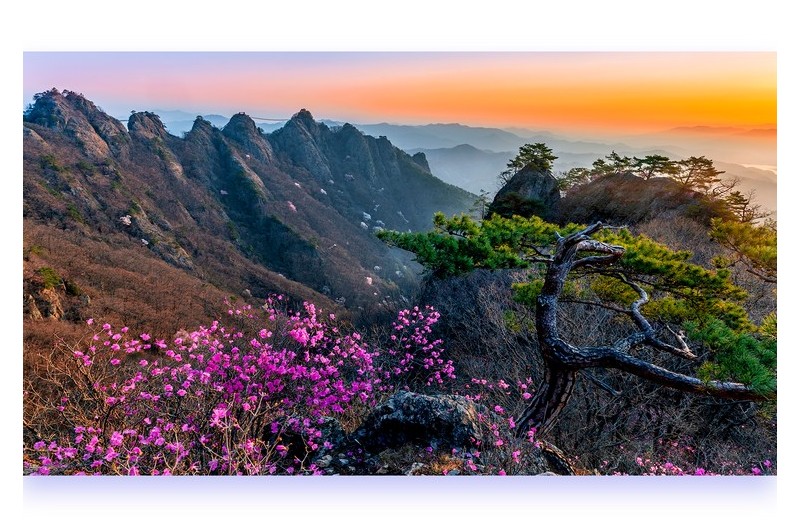 다시 찾아온 봄날