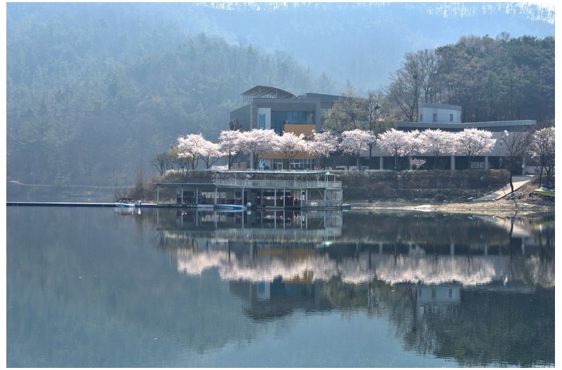 단산지 벚꽃 향기