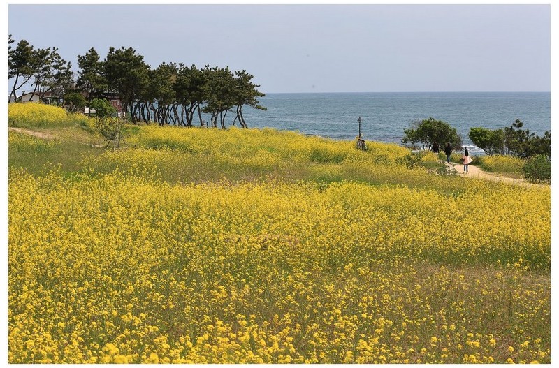 유채꽃 피는 계절
