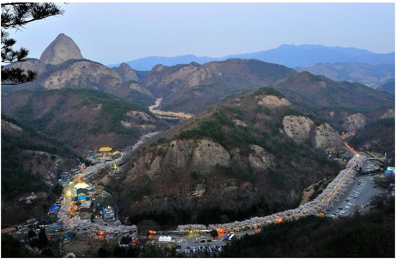 마이산 벚꽃