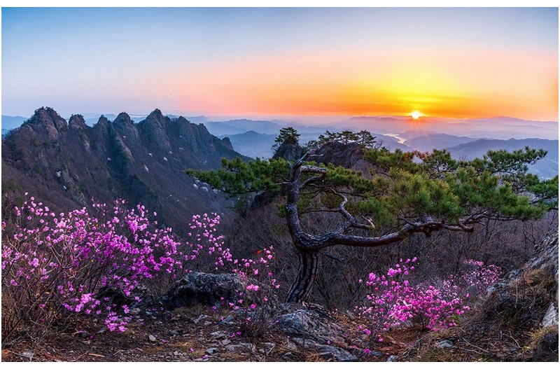 구봉산 진달래와 소나무