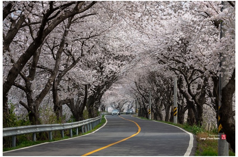 S코스 벚꽃 길