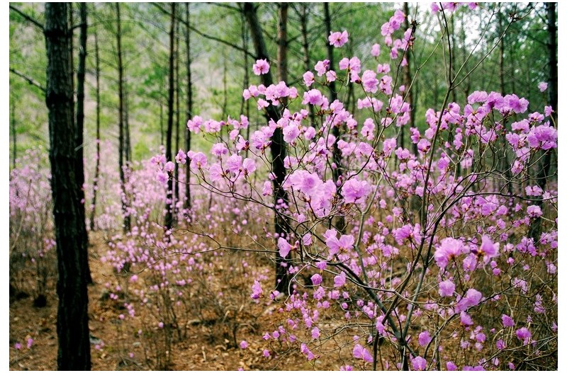 진달래 향기