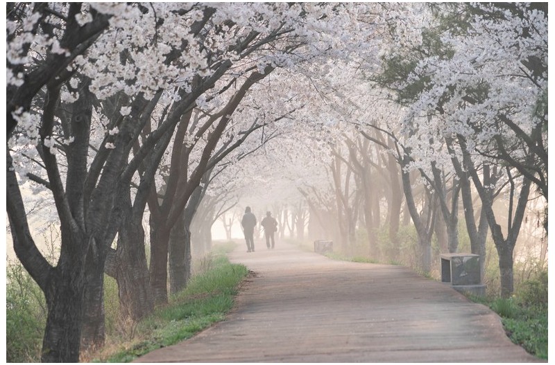 벚꽃길