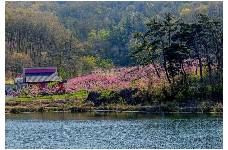 호수가복사꽃풍경