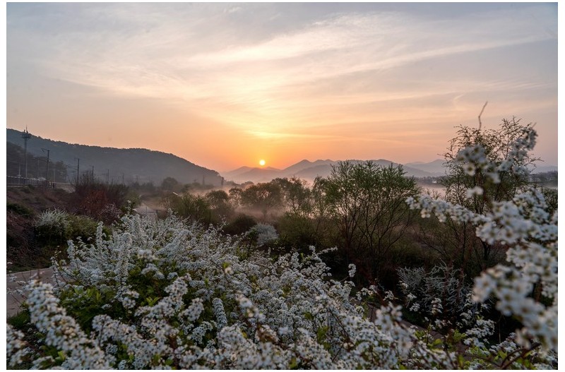 조팦꽃 일출