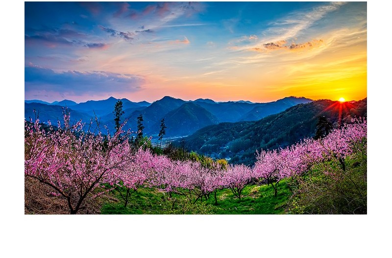 노을빛속의 복사꽃