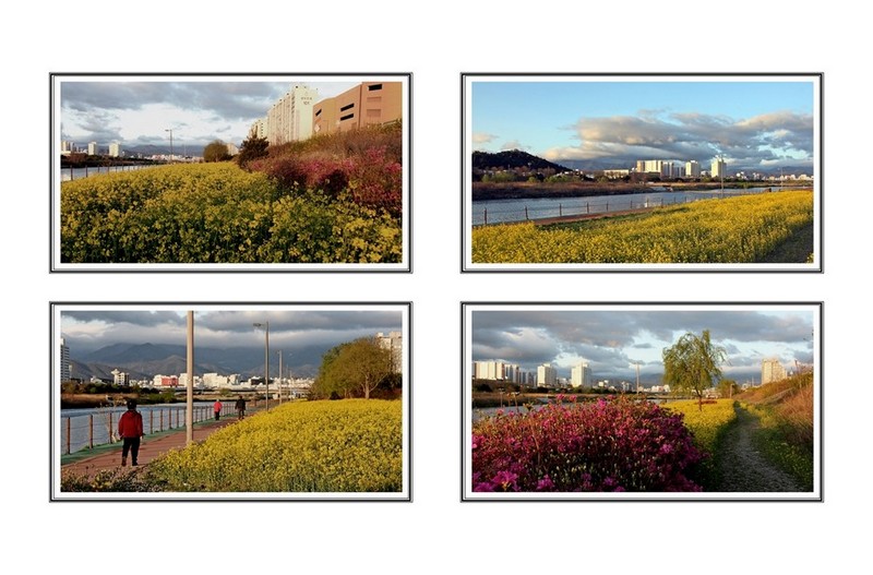 남대천 유채꽃 산책길