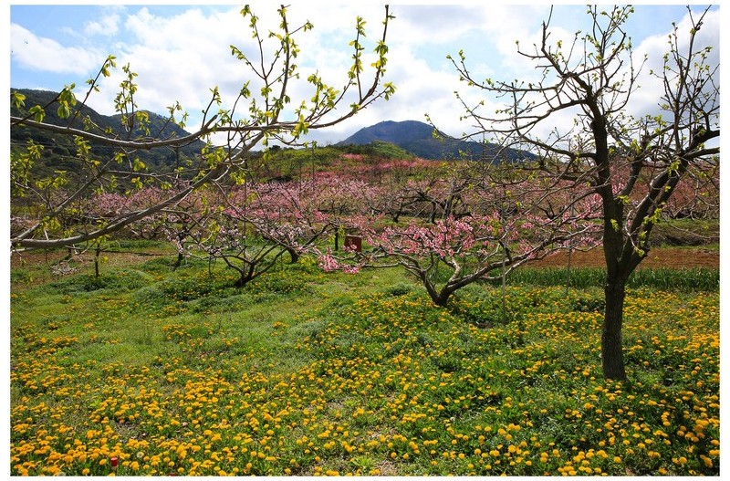 복사꽃 피는마을