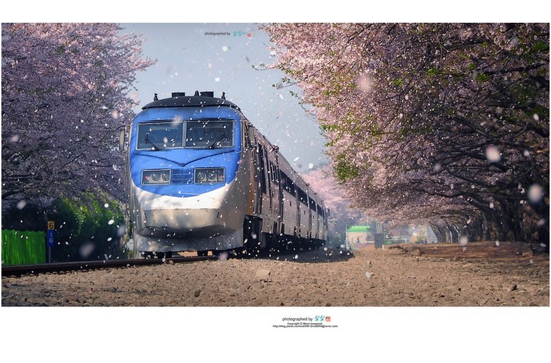 꽃비 기차가 다니던 경화역...