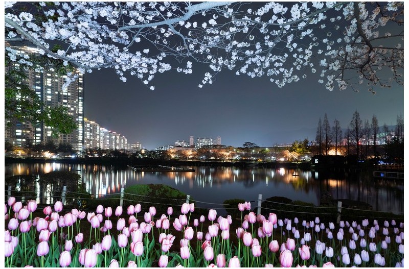 연지공원 봄 야경
