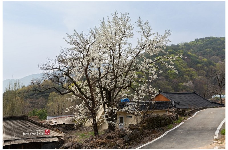 돌배꽃 피던 마을