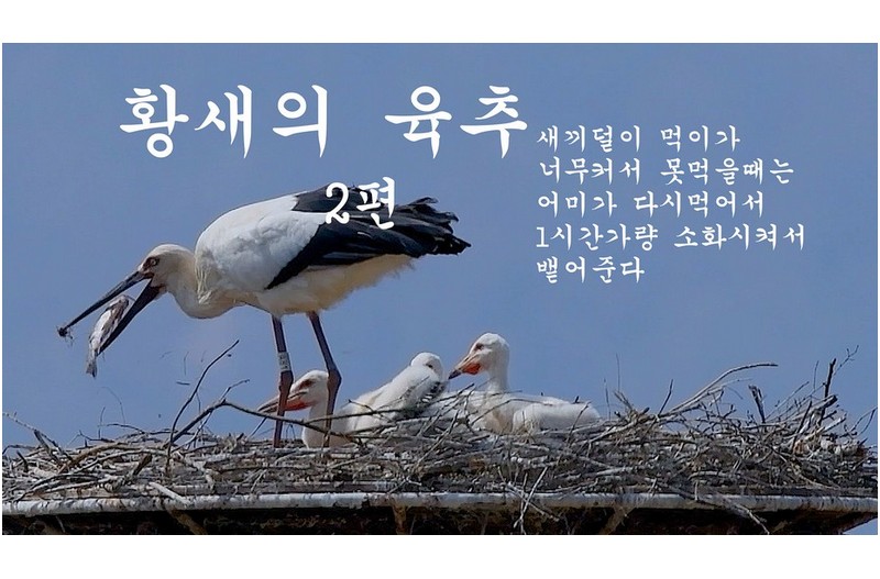 황새의 육추-2펀