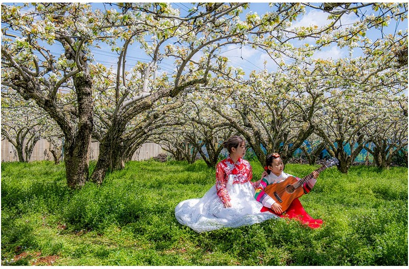 제22회 나주배꽃 유채꽃 전국사진촬영대회