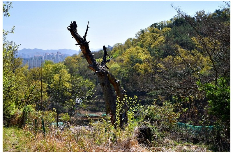 망진산 가는 길