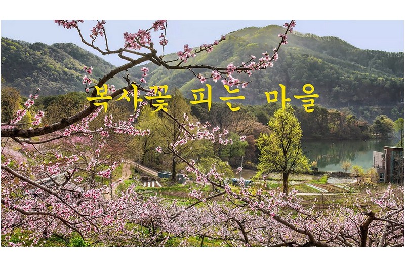 복사꽃 피는마을