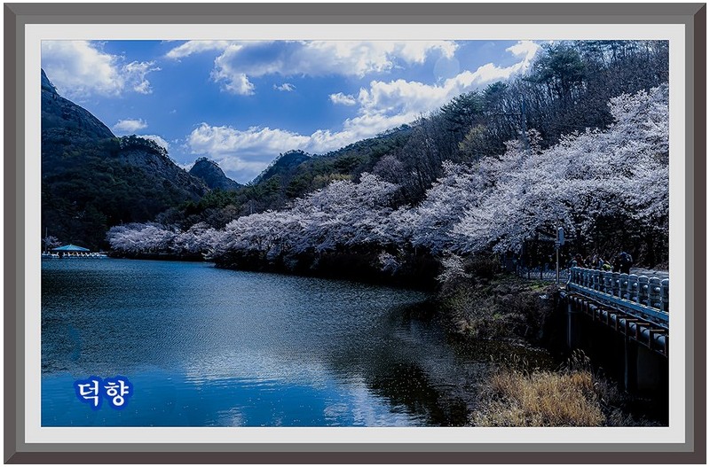 마이산탑영지벛꽃