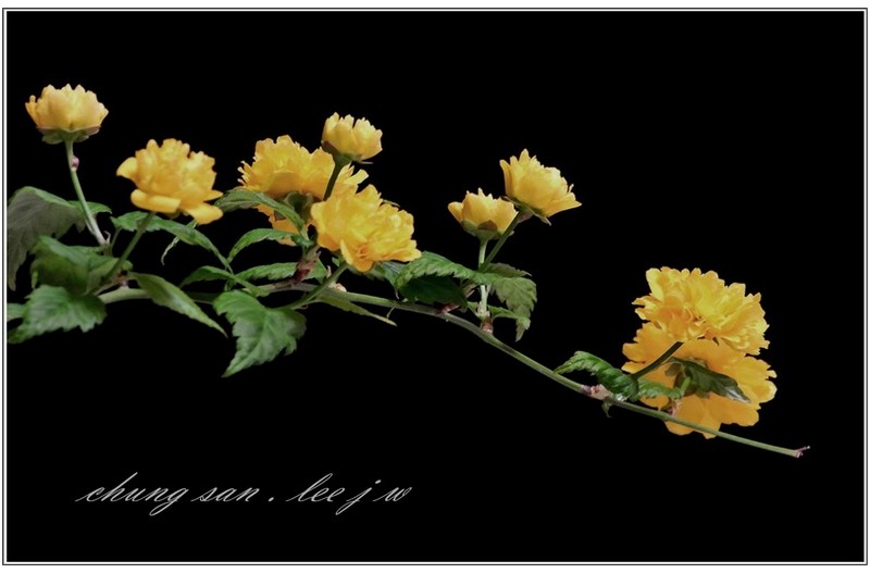 반겨주는 노랑 꽃